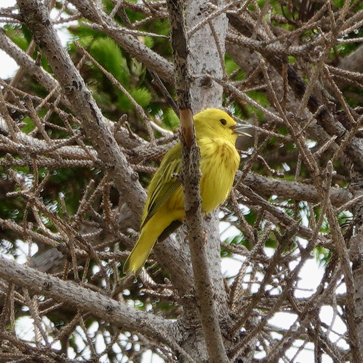 Yellow Warbler (Northern) - ML620347158