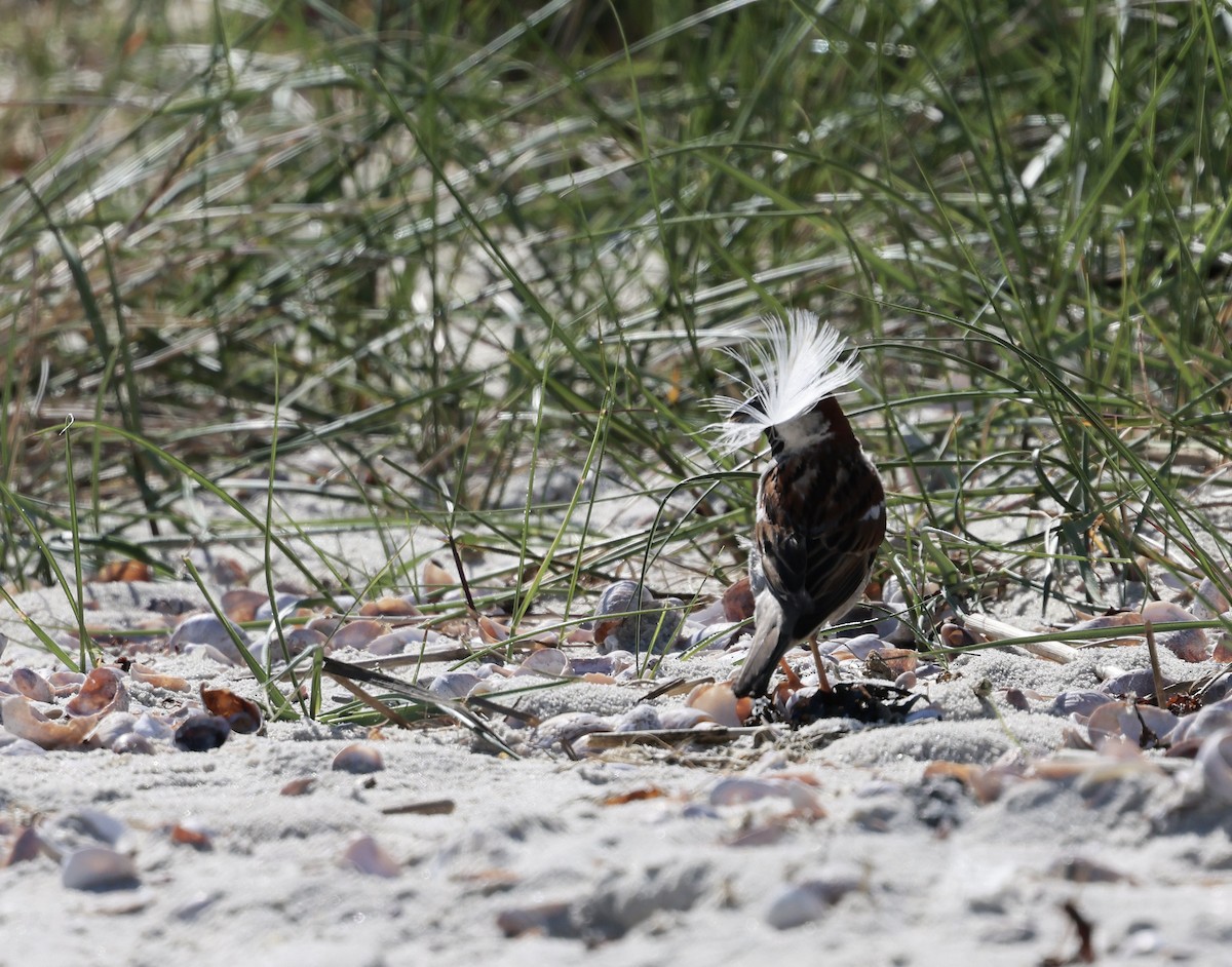 House Sparrow - ML620347160