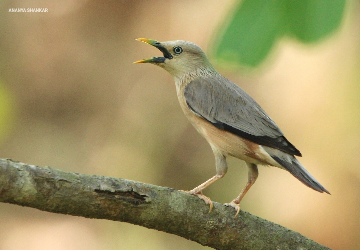 Chestnut-tailed Starling - ML620347165