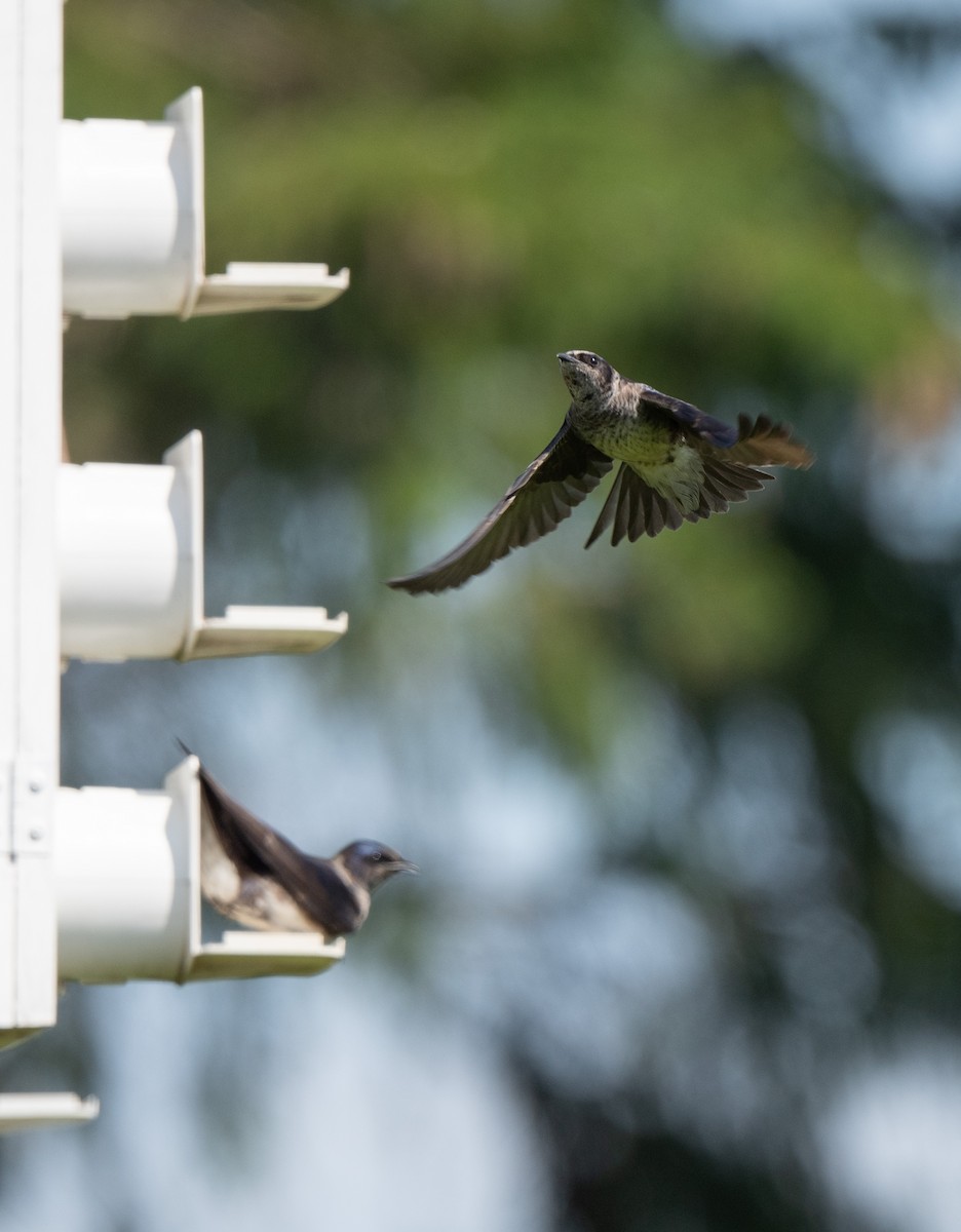 Purple Martin - ML620347171