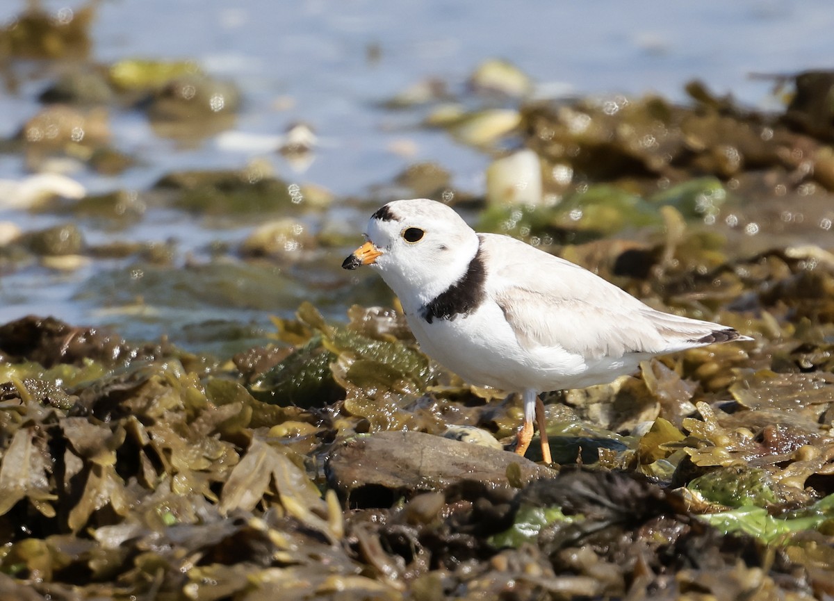 Piping Plover - ML620347174