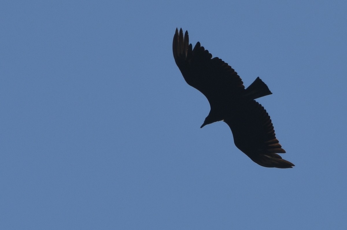 Black Vulture - ML620347181