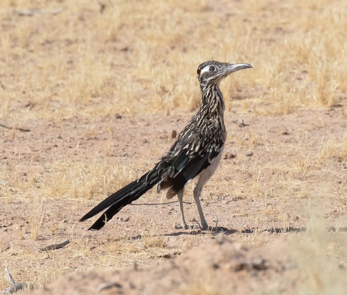 Correcaminos Grande - ML620347190