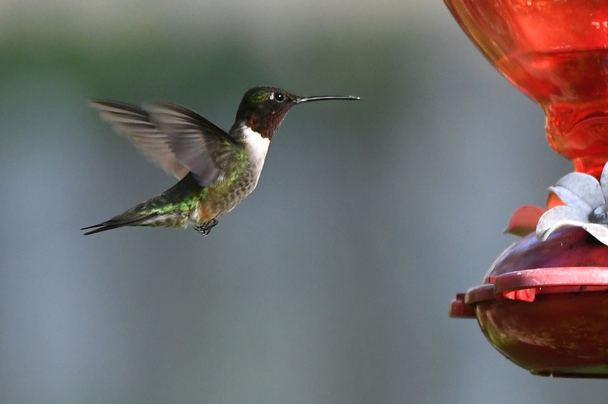 Colibri à gorge rubis - ML620347194