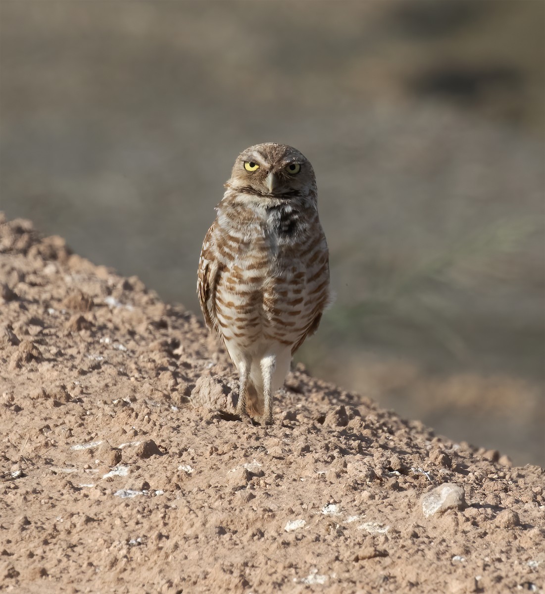 Burrowing Owl - ML620347204