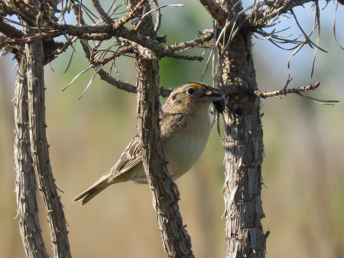 Grasshopper Sparrow - ML620347221