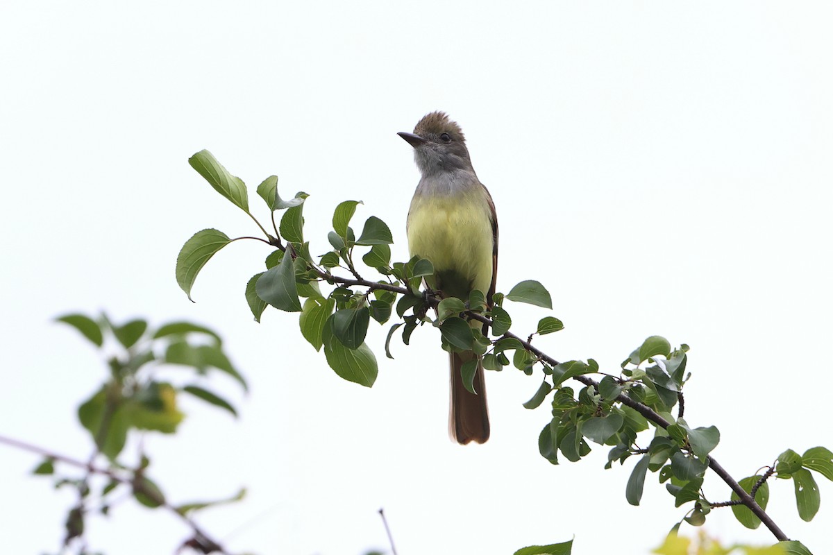 Great Crested Flycatcher - ML620347227
