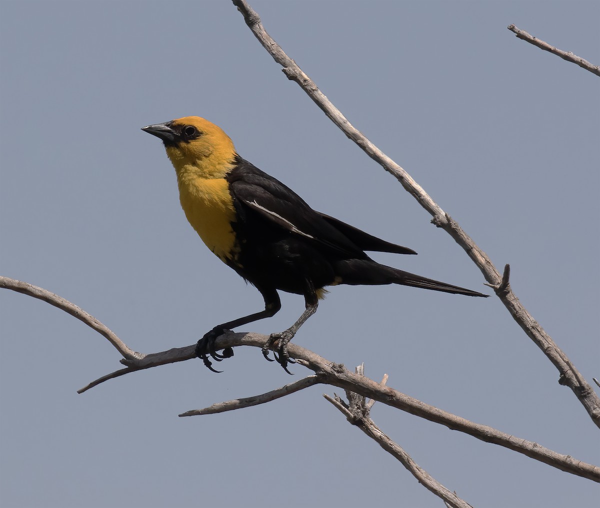 Yellow-headed Blackbird - ML620347228