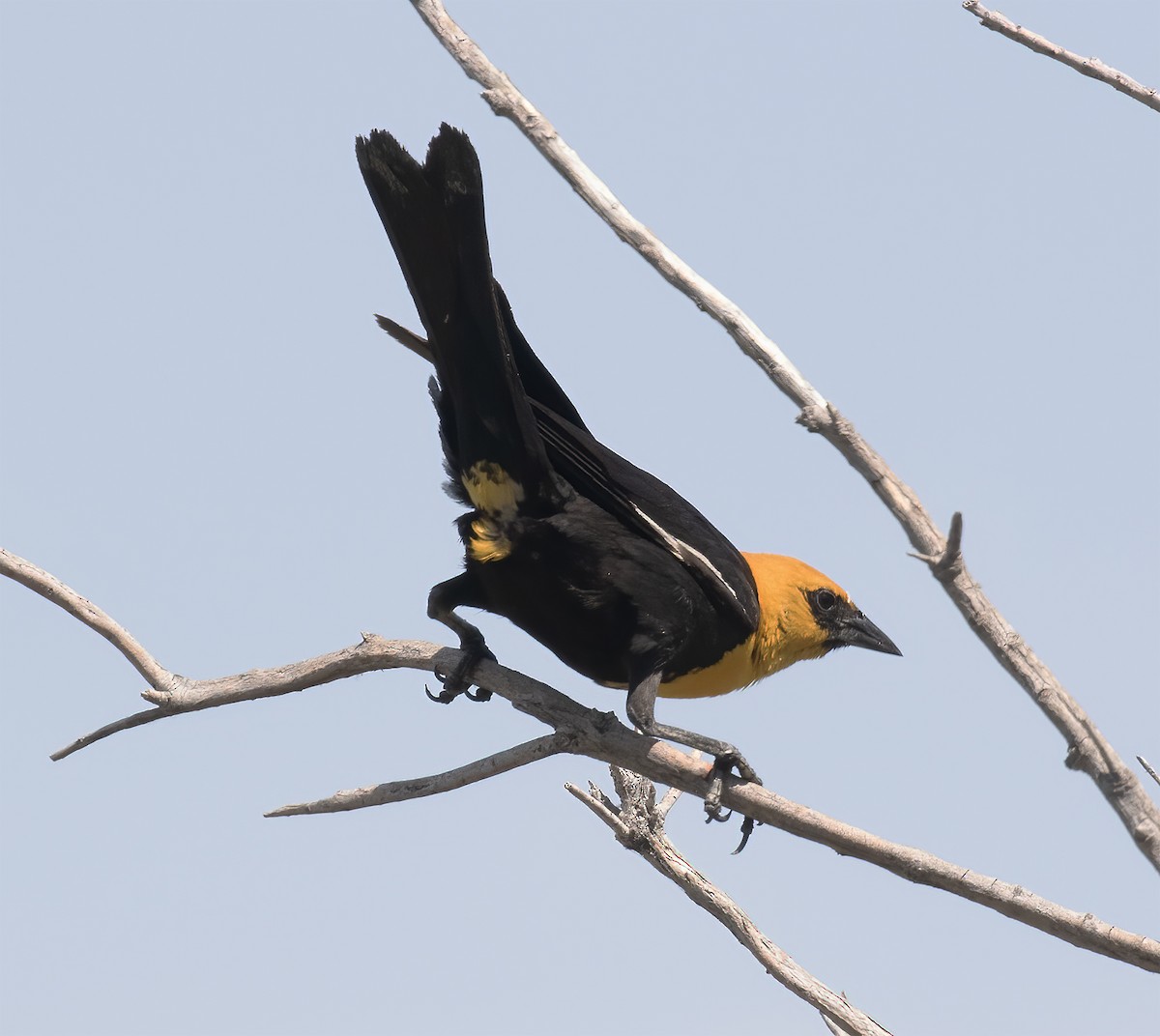Yellow-headed Blackbird - ML620347229