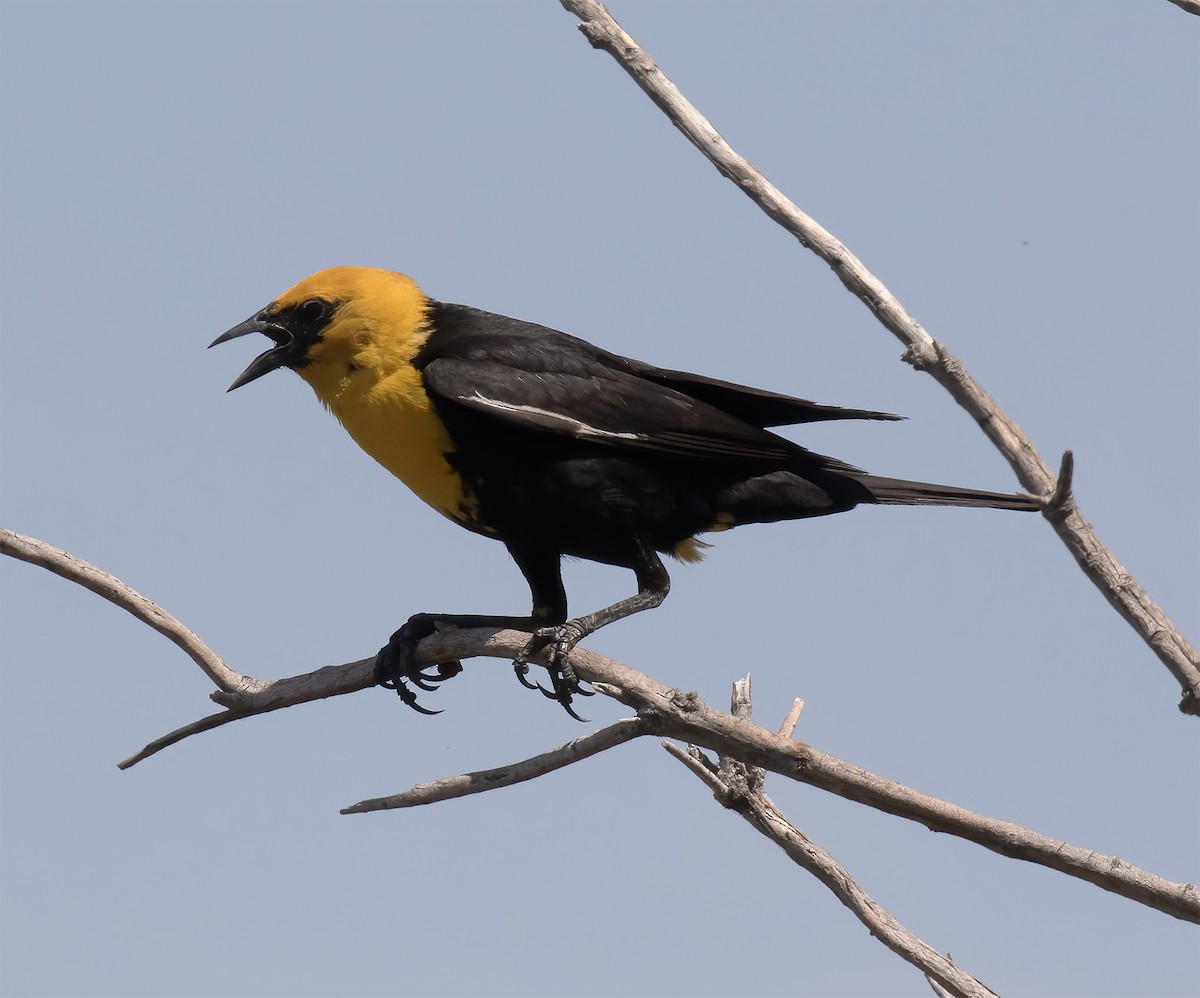 Yellow-headed Blackbird - ML620347230