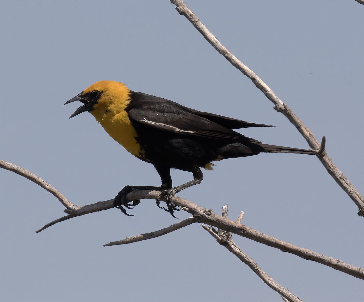 Yellow-headed Blackbird - ML620347232