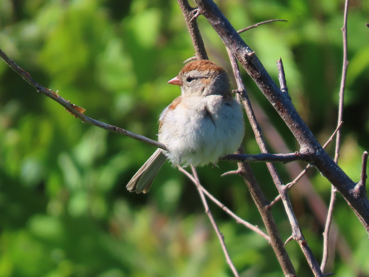 Field Sparrow - ML620347233