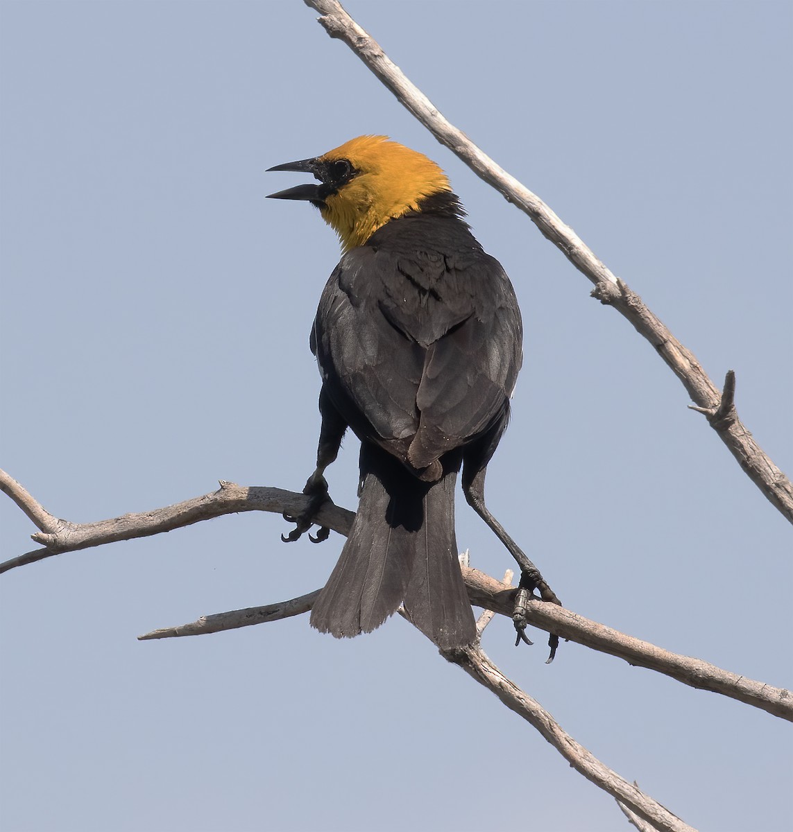 Yellow-headed Blackbird - ML620347234