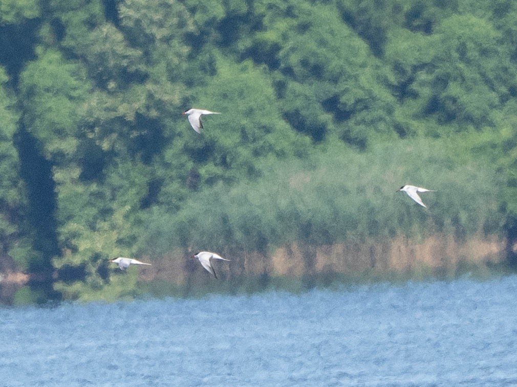 Forster's/Common Tern - ML620347243