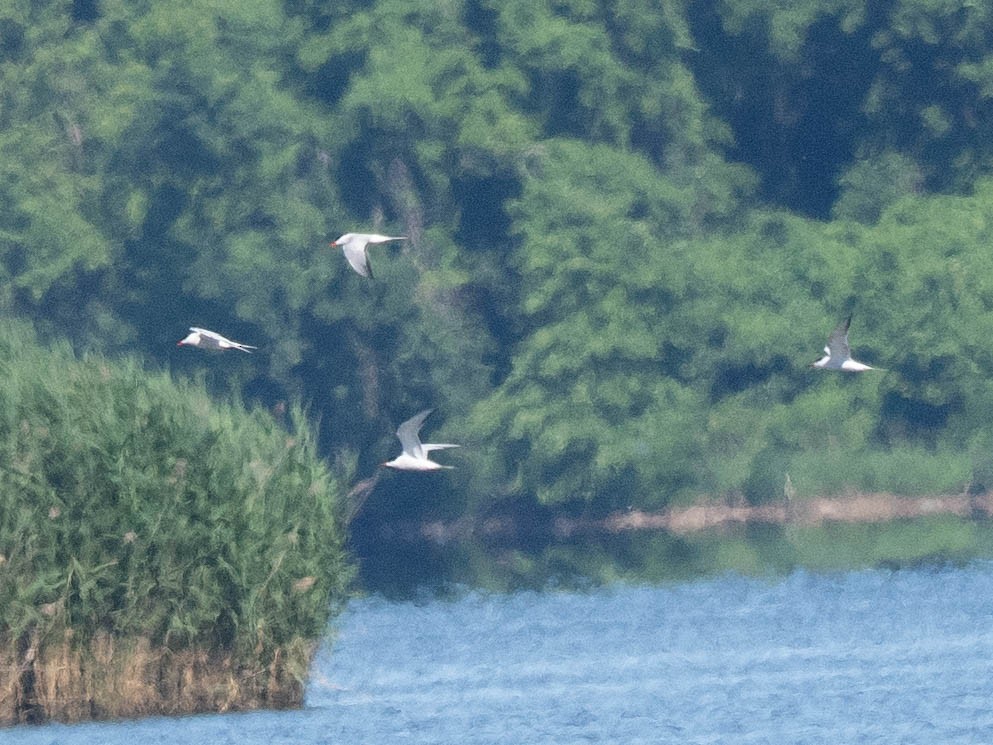 Forster's/Common Tern - ML620347244