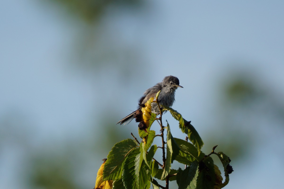 Blue-gray Gnatcatcher - ML620347246