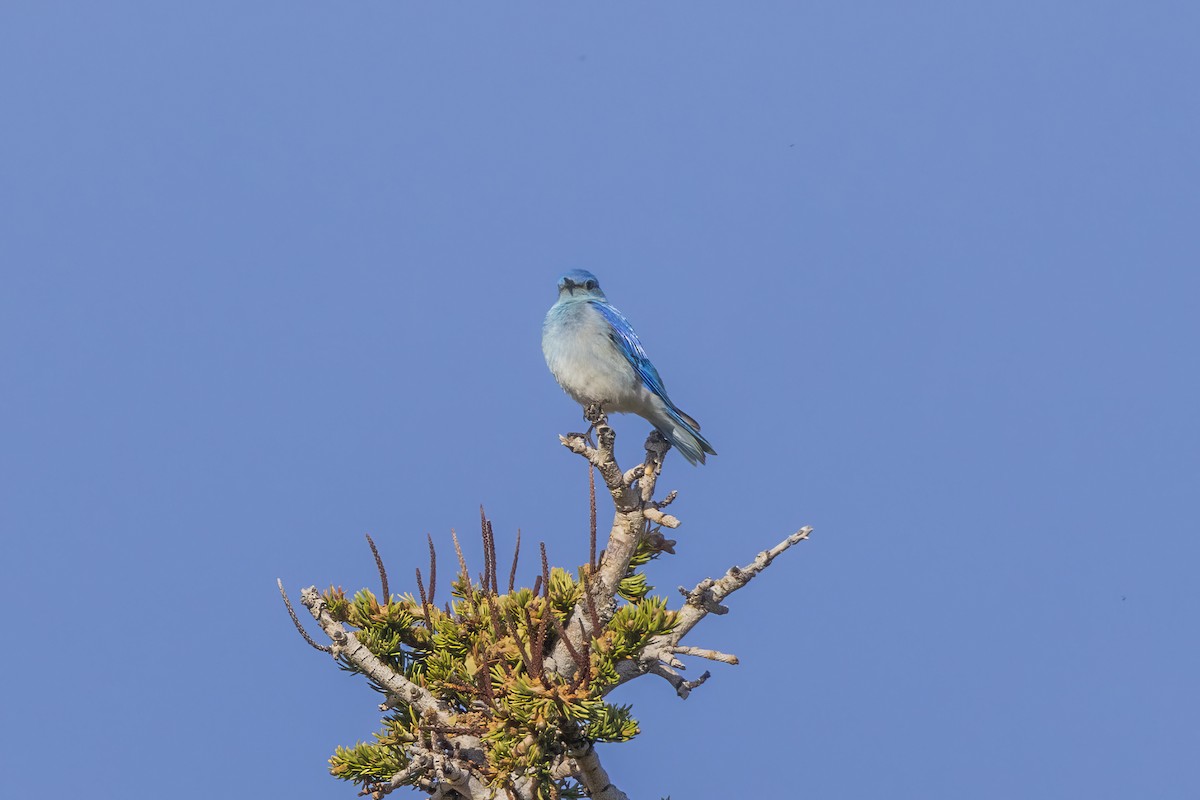 Mountain Bluebird - ML620347258