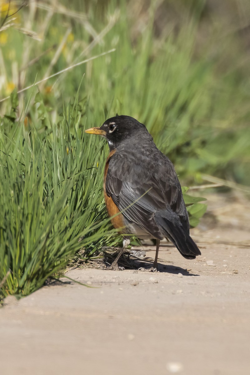 American Robin - ML620347270