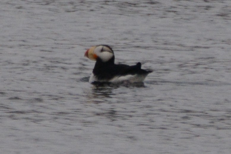 Horned Puffin - ML620347273