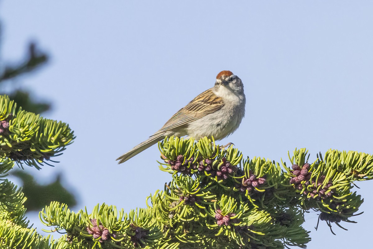 Chipping Sparrow - ML620347276