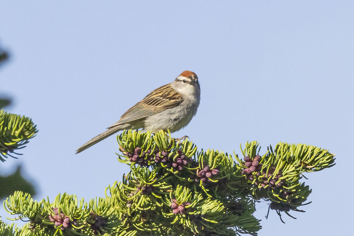 Chipping Sparrow - ML620347277