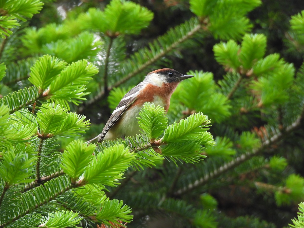 Bay-breasted Warbler - ML620347282