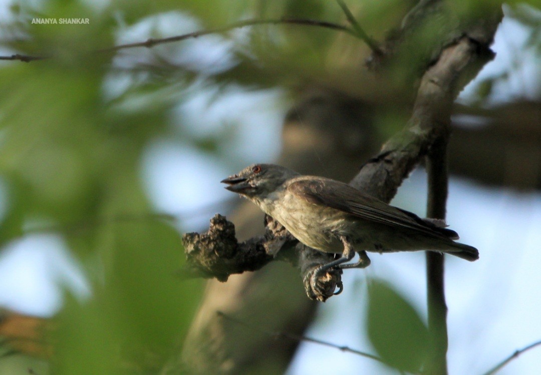 Thick-billed Flowerpecker - ML620347297