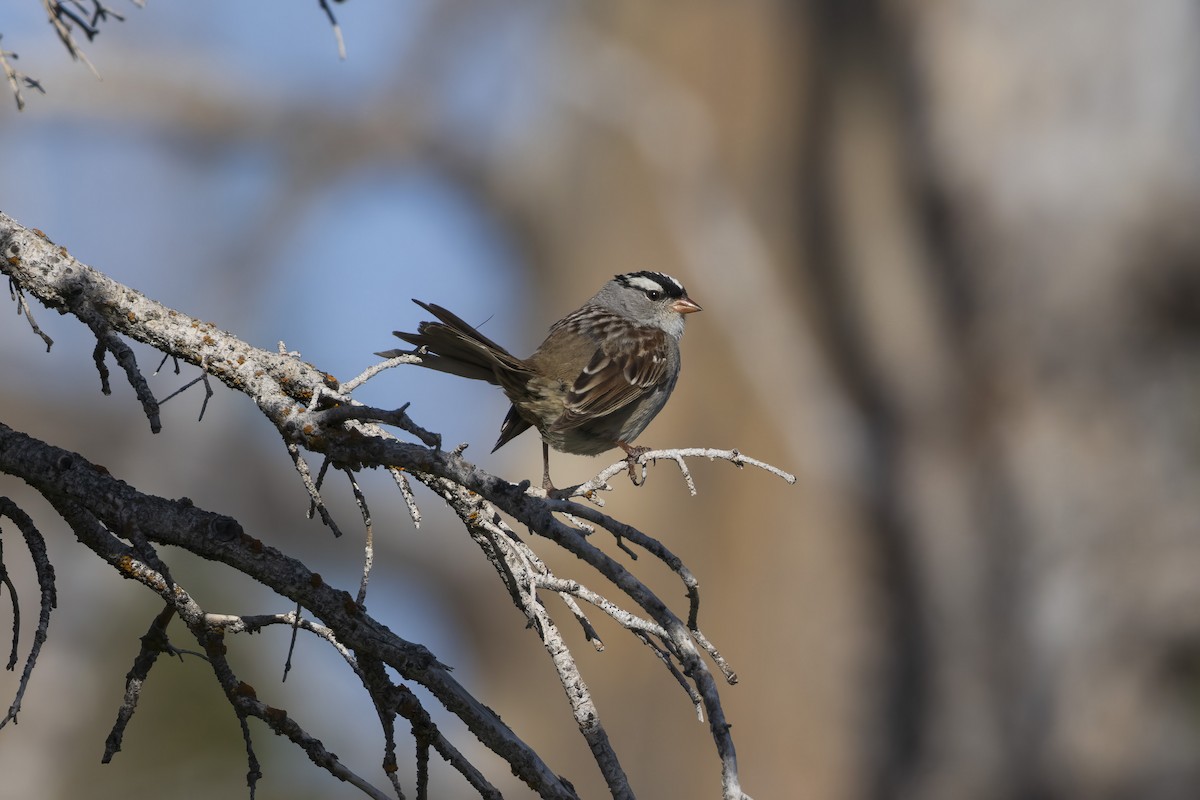 White-crowned Sparrow - ML620347298