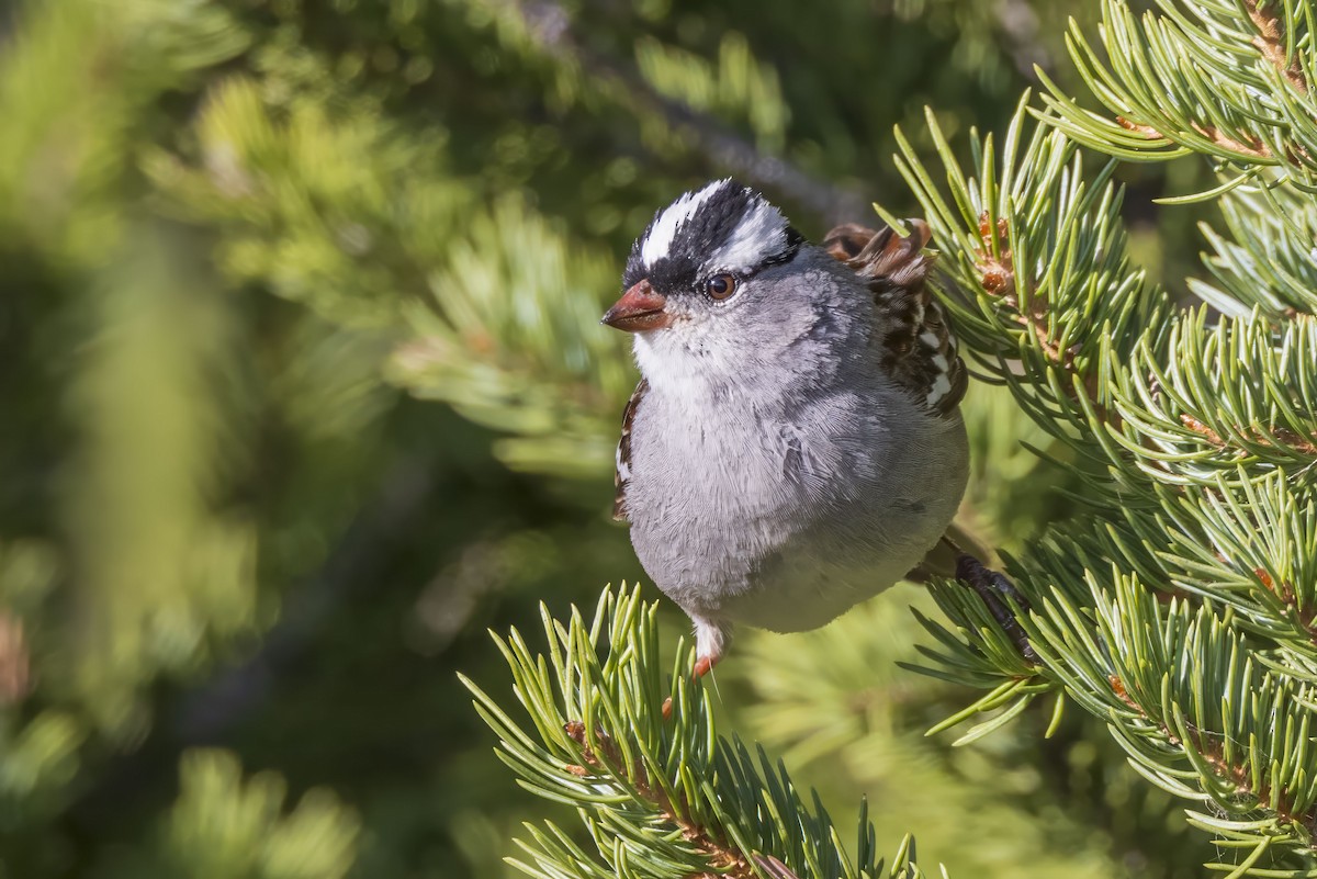 White-crowned Sparrow - ML620347299