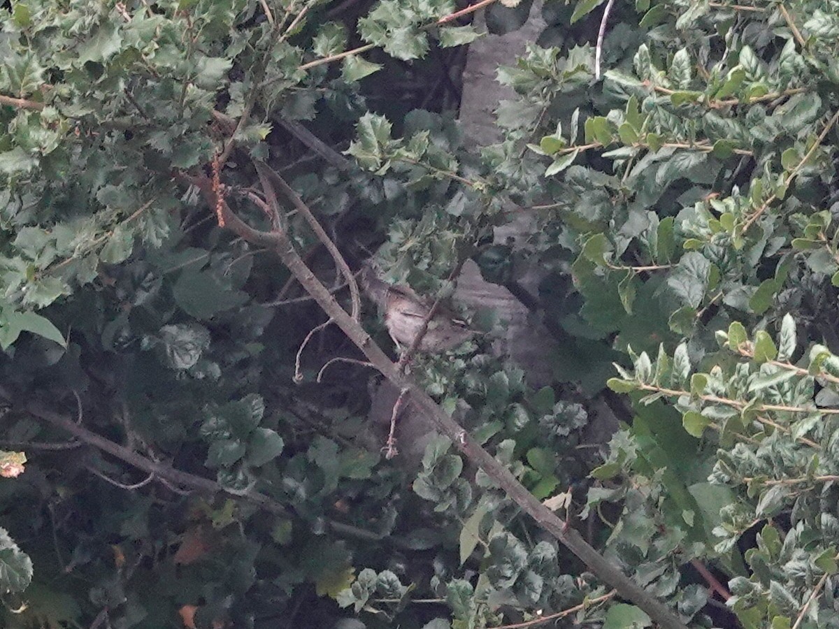 Bewick's Wren - ML620347301