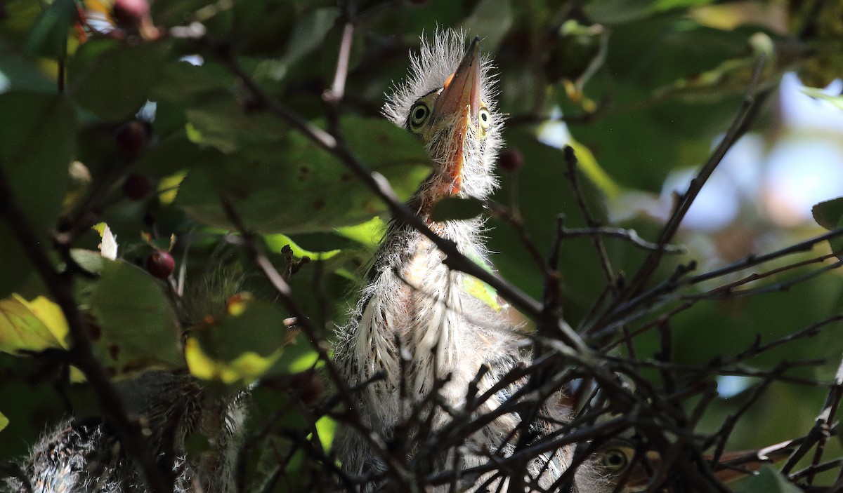 Green Heron - ML620347305