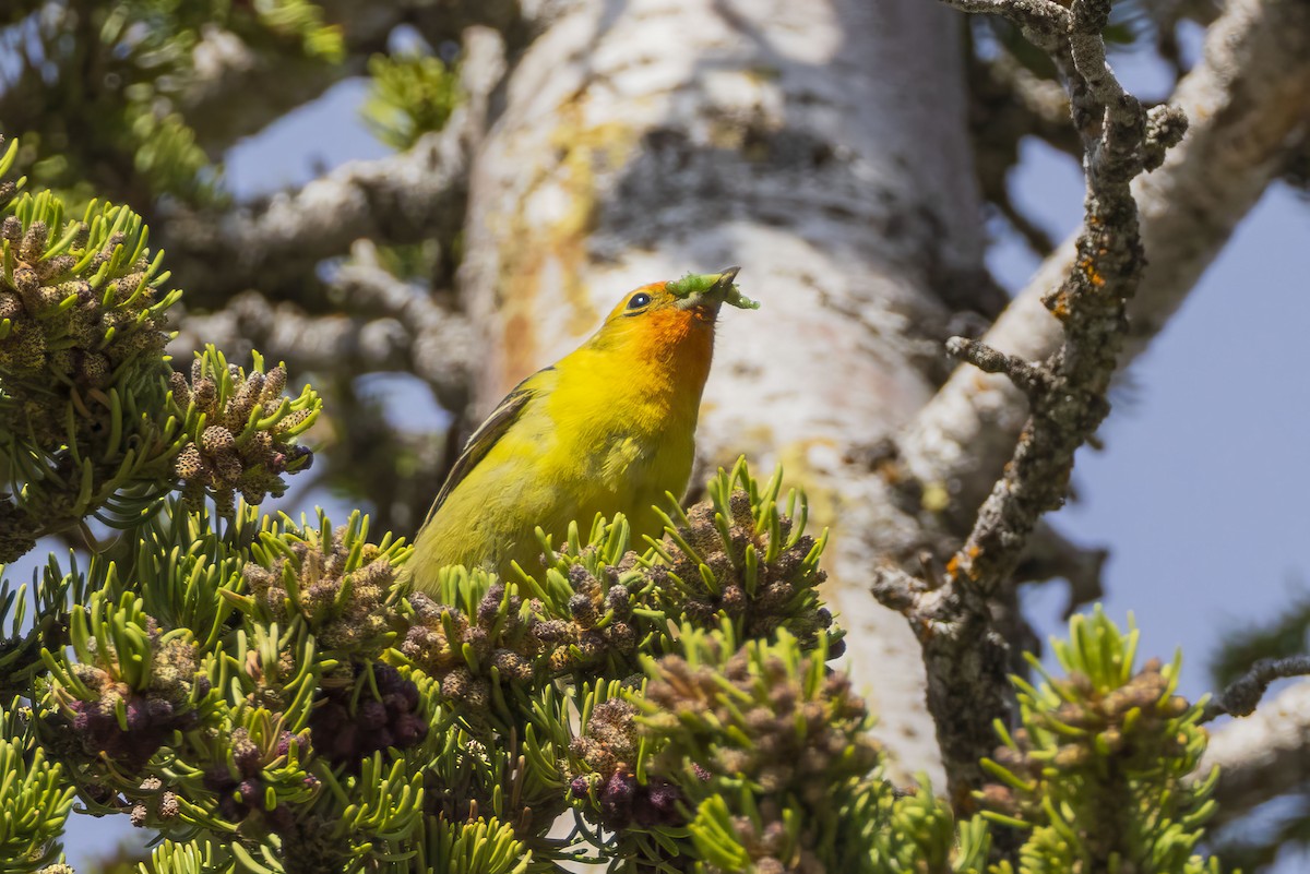 Western Tanager - ML620347317