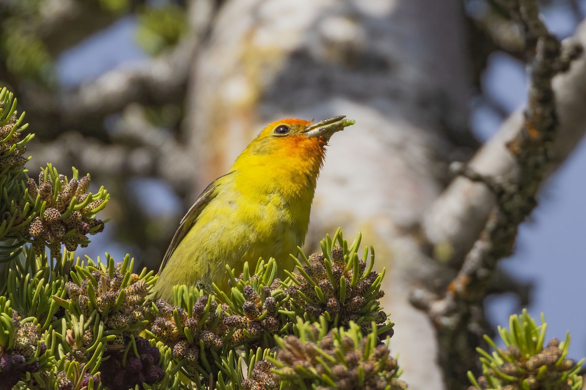 Western Tanager - ML620347318