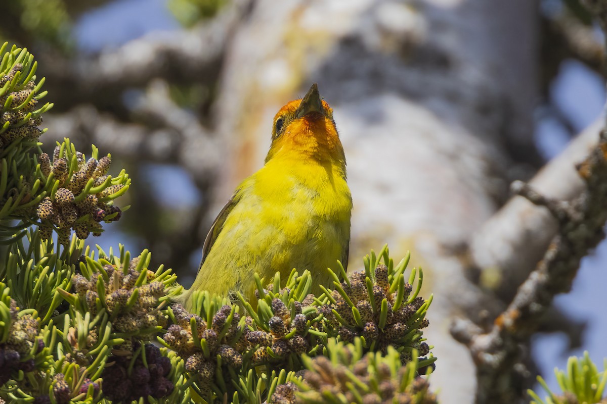 Western Tanager - ML620347319