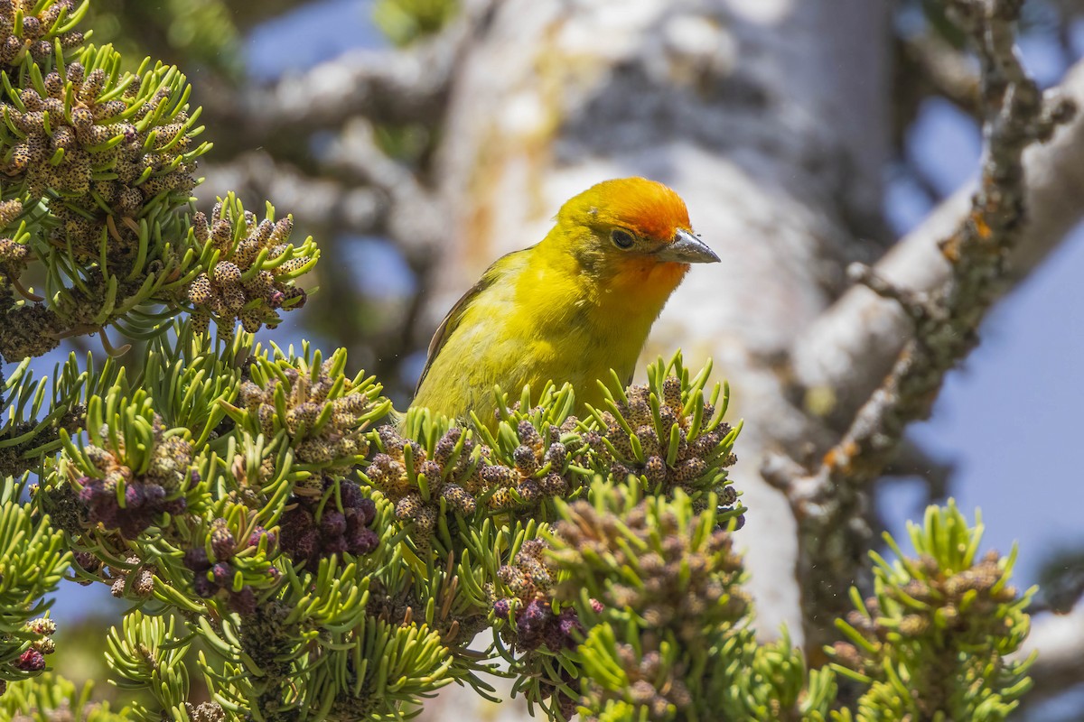 Western Tanager - ML620347320