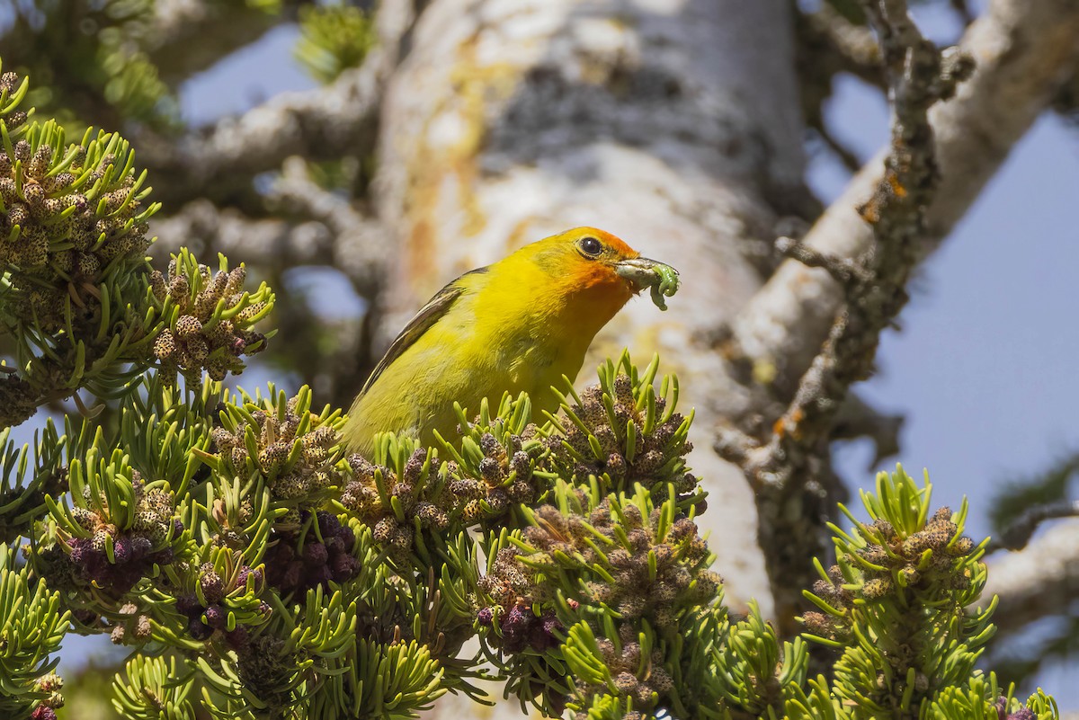 Western Tanager - ML620347321