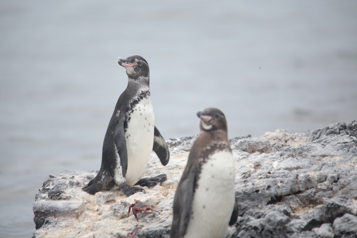 Pingüino de Galápagos - ML620347331