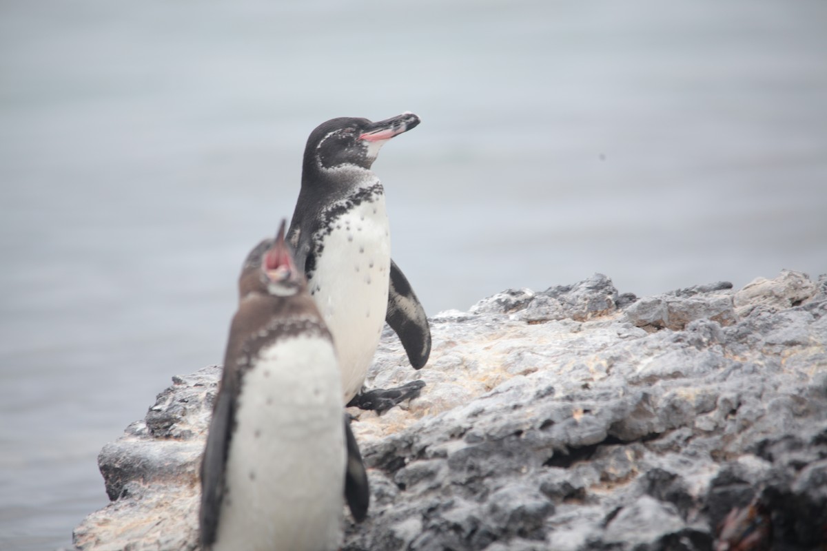 Galapagos Penguin - ML620347332