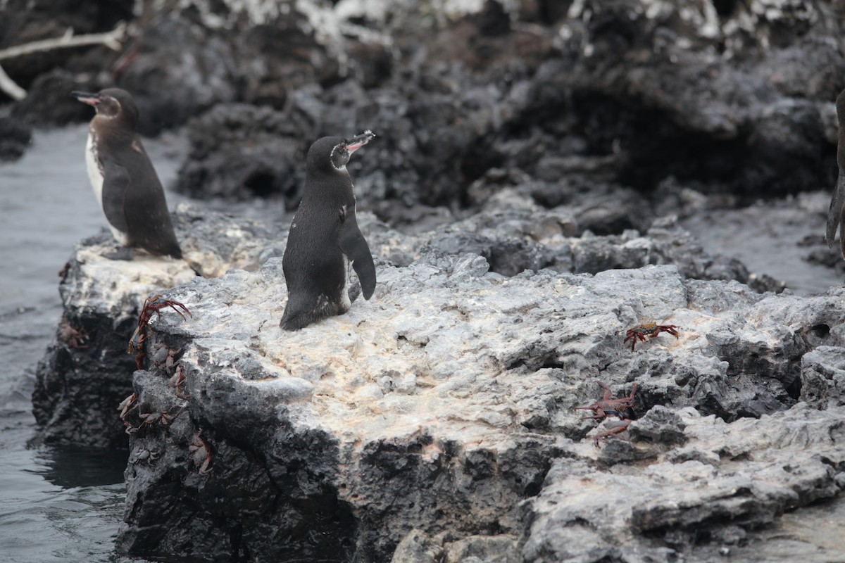 Pingüino de Galápagos - ML620347333