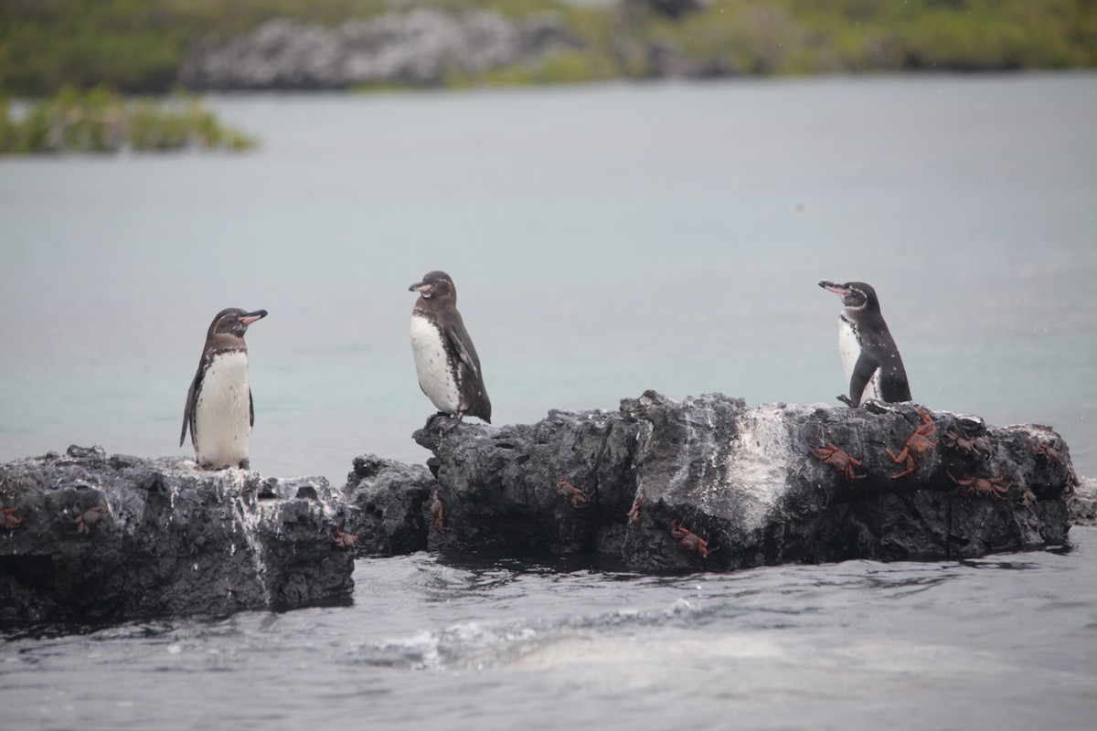 Galapagos Penguin - ML620347334