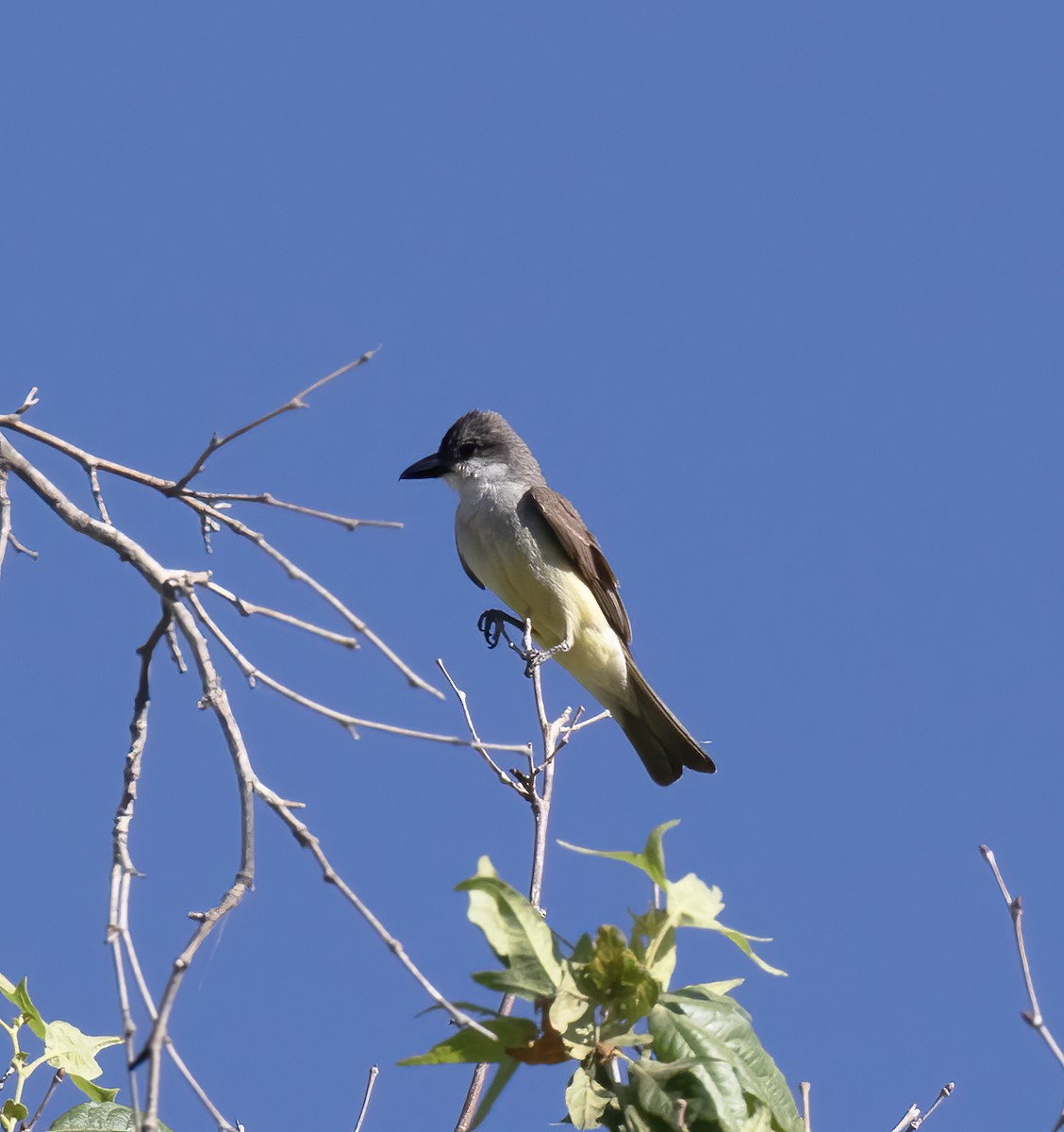 Thick-billed Kingbird - ML620347344