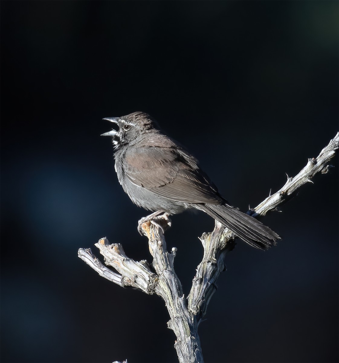 Five-striped Sparrow - ML620347361