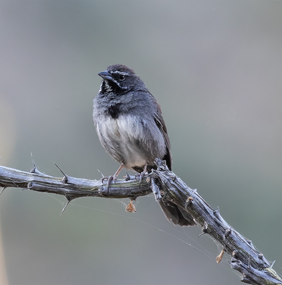 Five-striped Sparrow - ML620347366