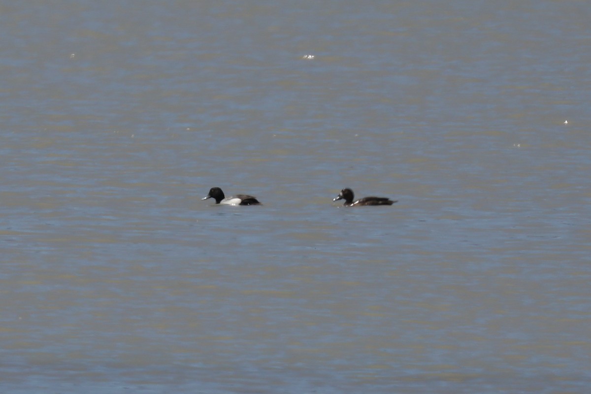 Greater Scaup - ML620347367