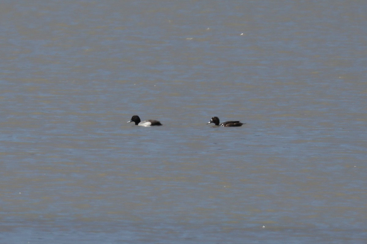 Greater Scaup - ML620347368