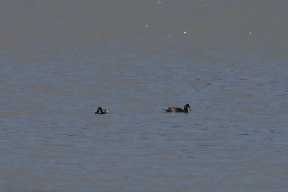 Greater Scaup - ML620347369