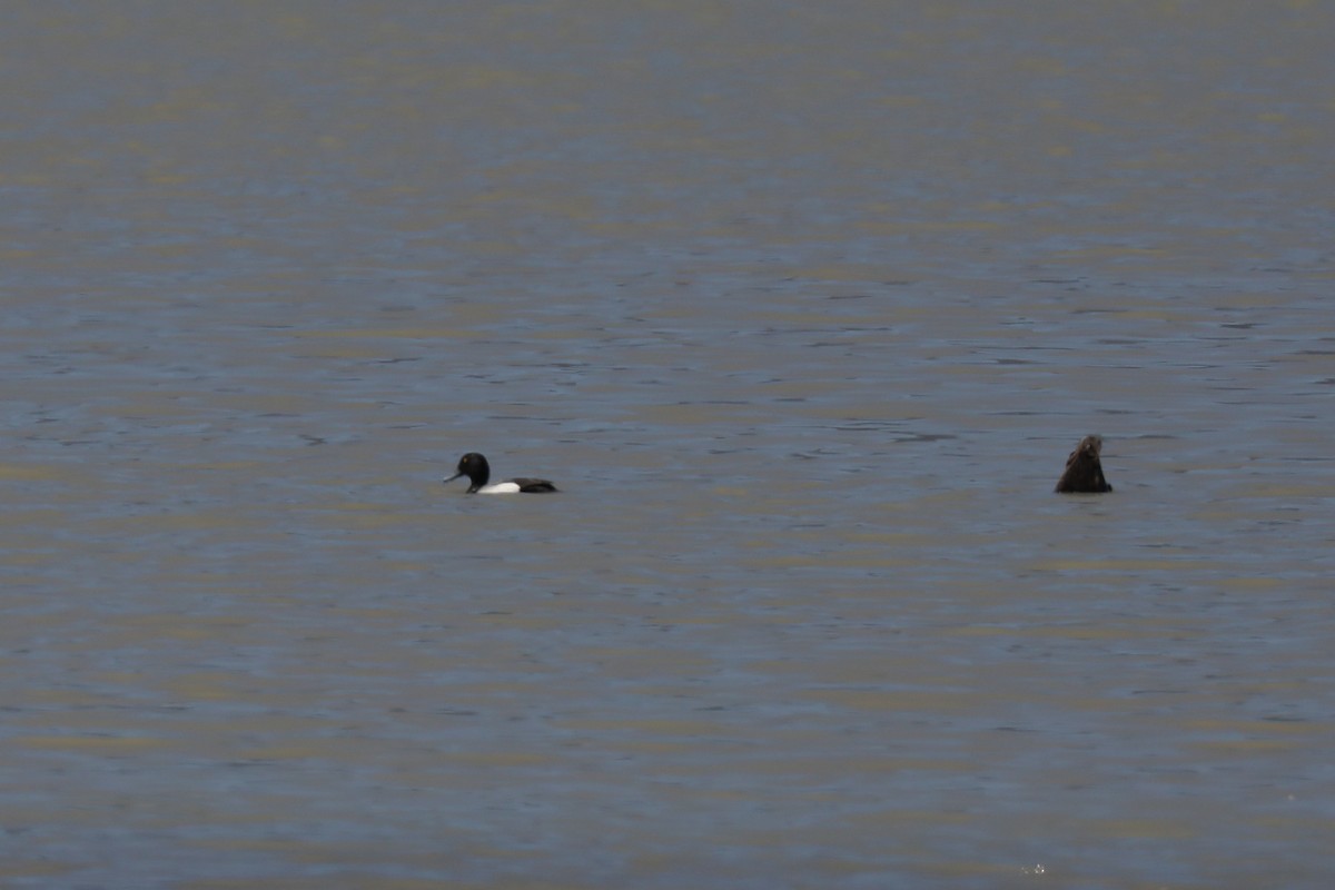 Greater Scaup - ML620347370