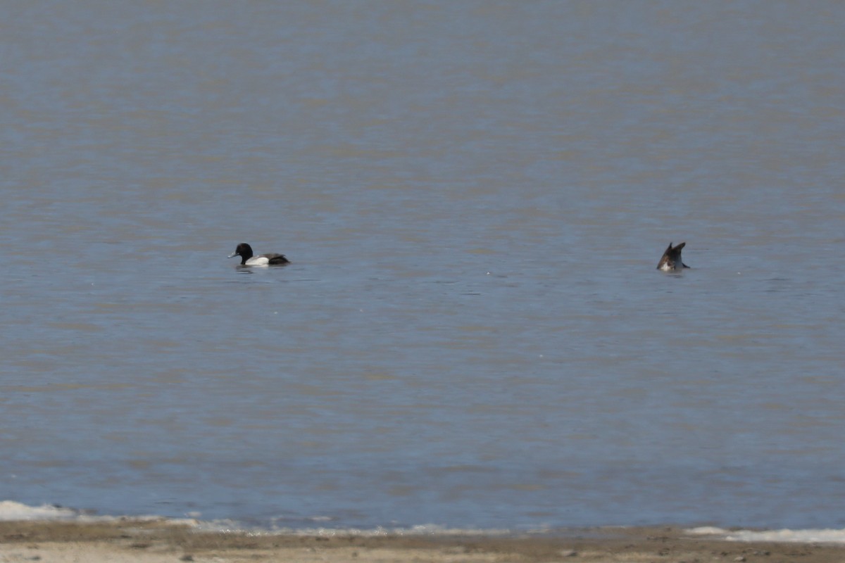 Greater Scaup - ML620347371