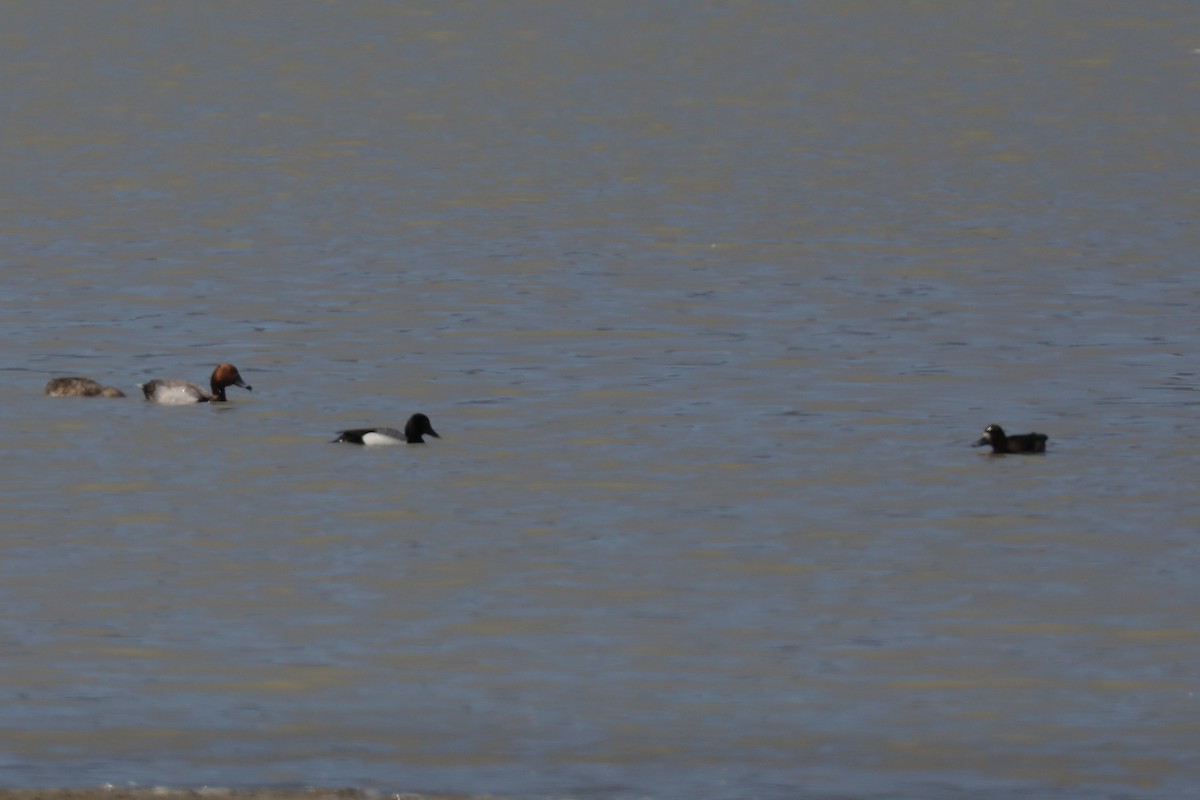 Greater Scaup - ML620347372