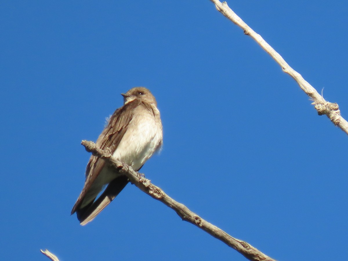 Northern Rough-winged Swallow - ML620347388
